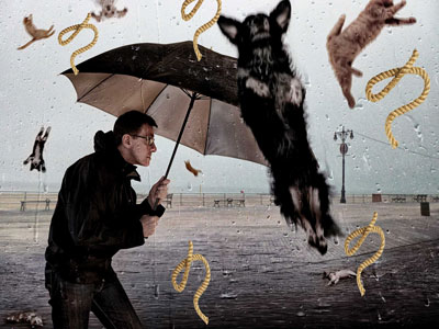 Il pleut des cordes... des chats et des chiens !